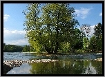 Rzeka, Aare, Szwajcaria, Drzewa