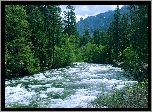 Rzeka, Las, Góry, Yosemite, Kalifornia