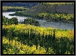 Rzeka, Lasy, Yukon, Kanada
