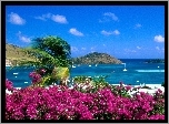 Saint Martin, Wyspa, Kwiaty, Morze
