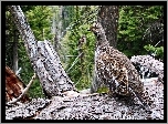 Las, Samica, Cietrzewia