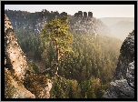 Park Narodowy Saskiej Szwajcarii, Skały Bastei, Góry Połabskie, Lasy, Sosna, Niemcy