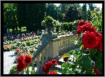 Ogród, Schody, Róże