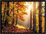 Jesień, Drzewa, Liście, Ścieżka, Mgła, Przebijające światło