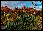 Stany Zjednoczone, Arizona, Sedona, Skały, Drzewa, Rośliny