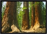 Stany Zjednoczone, Stan Kalifornia, Park Narodowy Yosemite, Drzewa, Sekwoje, Las Mariposa Grove