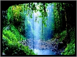 Park Narodowy Dorrigo, Wodospad, Crystal Shower Falls, Rośliny, Nowa Południowa Walia, Australia