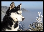 Siberian, Husky, Śnieg, Góry