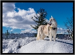 Siberian Husky, Pies, Zima, Krajobraz
