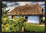 Sierpc, Skansen, Chałupa, Ogródek, Słoneczniki