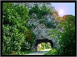 Skała, Drzewa, Droga, Tunel