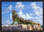 Iguana, Skała, Chmury