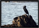Kormoran, Skała, Morze