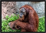 Orangutan, Skała, Zielań