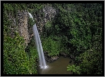 Wodospad Bridal Veil Falls, Las, Skała, Region Waikato, Wyspa Północna, Nowa Zelandia