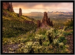 Stany Zjednoczone, Arizona, Skały, Roślinność, Kaktusy Cholla