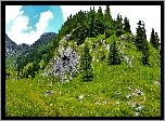 Góry, Skały, Drzewa