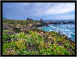 Stany Zjednoczone, Kalifornia, Big Sur, Morze, Ocean Spokojny, Kwiaty, Skały, Rośliny, Wybrzeże