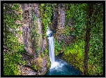 Las, Zielone, Drzewa, Rośliny, Skały, Wodospad Toketee, Park Narodowy Jeziora Kraterowego, Oregon, Stany Zjednoczone