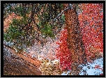 Park Narodowy Zion, Jesień, Skały, Roślinność, Drzewo, Sosna, Czerwony, Krzew, Stan Utah, Stany Zjednoczone