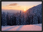 Ukraina, Karpaty, Góry Gorgany, Zima, Las, Świerki, Wschód słońca