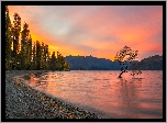 Jezioro Wanaka, Drzewa, Zachód słońca, Pochylone, Drzewo, Ptaki, Góry, Jesień, Region Otago, Nowa Zelandia