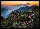 Góry, Kwiaty, Różaneczniki, Park Narodowy Taroko, Tajwan, Chmury, Wschód słońca