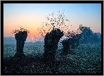 Wschód słońca, Wierzby