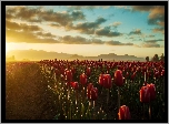 Zachód, Słońca, Tulipany