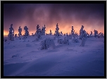 Finlandia, Laponia, Wzgórze Kuertunturi, Zima, Ośnieżone, Drzewa, Rośliny, Wschód słońca
