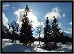 Słońce, Śnieg, Drzewa, Zima