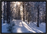 Las, Zima, Przebijające słońce, Śnieg, Drzewa
