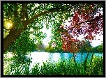 Drzewo, Słońce, Jezioro