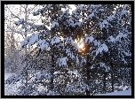 Słońce, Śnieg, Drzewa, Las, Iglasty, Zaspy