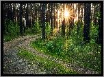 Las, Słońce, Droga