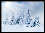 Słońce, Ośnieżone, Drzewa, Śnieg, Zima