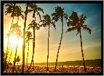 Słońce, Palmy, Plaża, Tropiki