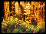 Jesień, Las, Pożółkłe, Drzewa, Krzewy, Droga, Trawa, Światło, Słoneczne