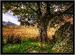 Wielka Brytania, Walia, Park Narodowy Snowdonia, Dolina Nant Gwynant, Góry, Drzewo, Trawa