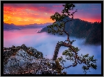 Polska, Góry Pieniny, Szczyt Sokolica, Pieniński Park Narodowy, Zachód słońca, Mgła, Skały, Drzewo, Sosna