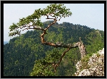 Sosna, Skała, Góry, Pieniny, Sokolica