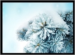 Gałązka, Sosnowa, Zima
