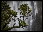 Wodospad Devils Punch Bowl Falls, Sosny, Park Narodowy Arthurs Pass, Nowa Zelandia