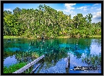 Stany Zjednoczone, Floryda, Park Stanowy Rainbow Springs, Jezioro, Pomost, Szuwary, Drzewa