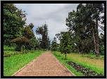 Sri Lanka, Prowincja Środkowa, Miasto Nuwara Eliya, Victoria Park, Park miejski, Drzewa, Alejka