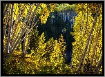Stany Zjednoczone, Stan Kolorado, Brzozy, Las Państwowy White River National Forest
