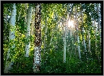 Stany Zjednoczone, Stan Kolorado, Crested Butte, Las, Promienie słońca, Topola osika