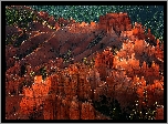 Stany Zjednoczone, Stan Utah, Park Narodowy Bryce Canyon, Skały, Kanion, Las