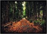 Stany Zjednoczone, Stan Kalifornia, Park Narodowy Yosemite, Droga, Las, Drzewa, Ogrodzenie