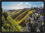 Stany Zjednoczone, Stan Kalifornia, Rancho Palos Verdes, Wzgórza, Dolina, Fioletowe, Kwiaty